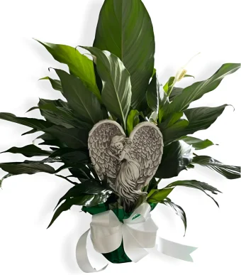 Our Peace Lily Houseplant - is a tasteful Sympathy and Funeral Gift, fitting for any recipient. Our sympathy gifts and keepsakes are quickly delivered to local addresses, and hand arranged by your local florist: Country Charm Floral and Gifts. Have your funeral arrangements and sympathy keepsakes delivered directly to local funeral homes in New Carlisle, Rolling Prairie, Michigan City, and all of LaPorte County, IN.