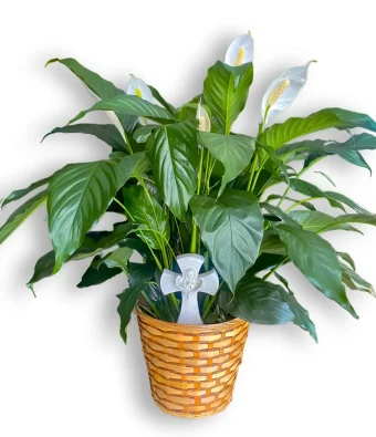 XL Peace Lily Plant 36" Tall | Houseplants & Sympathy Arrangements Available for Same Day Delivery 7 Days a Week | Local Florist Shop Country Charm Floral & Gifts in Rolling Prairie, IN with Fast, Daily Delivery to New Carlisle, Michigan City, and all of LaPorte County, IN