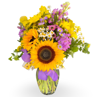 Purple Sunburst Bouquet: A fresh-cut flower arrangement of assorted purple and yellow vibrant flowers. This stunning bouquet will surely make your loved one's day, with its beautifully rich purple Asters, Button Mums, and Gladiolus paired with uplifting yellow Sunflowers, Daisies, and Mums in a glass vase. Fast Delivery Daily to LaPorte County, Indiana and Berrien County, Michigan.